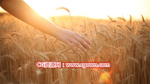 双手唯美抚过黄金麦田全高清实拍素材VideoHive Hands On Cereal Field