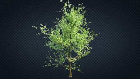 Blender真实三维树木资产包BlenderMarket Realistic Tree Asset Pack 2.8 + eevee update