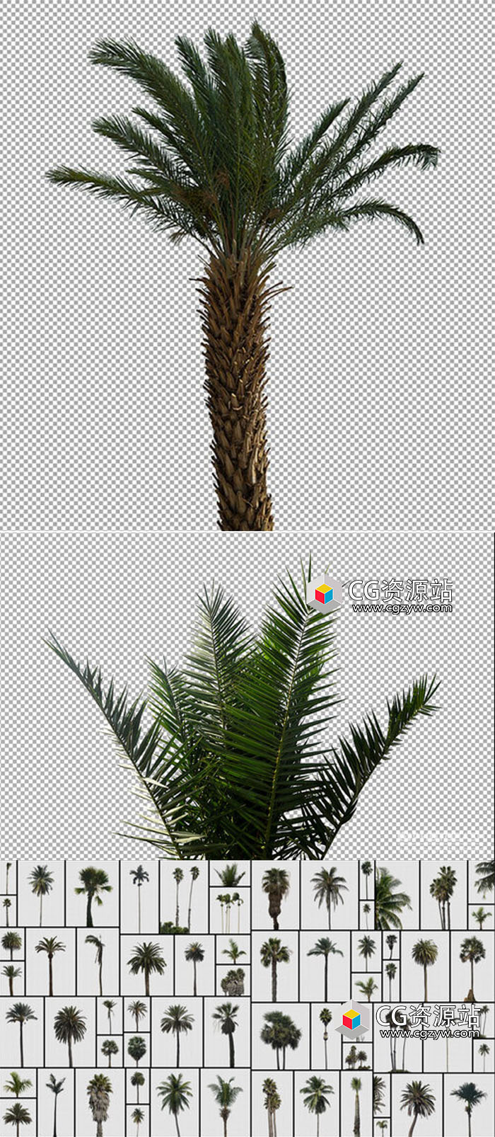 PALM TREESu.jpg