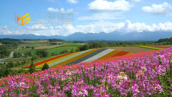 北海道四季彩之丘唯美花海实拍视频素材